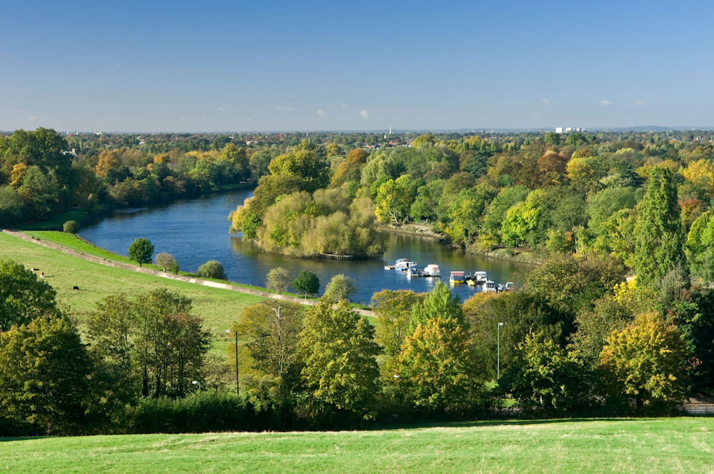 Petersham Meadows